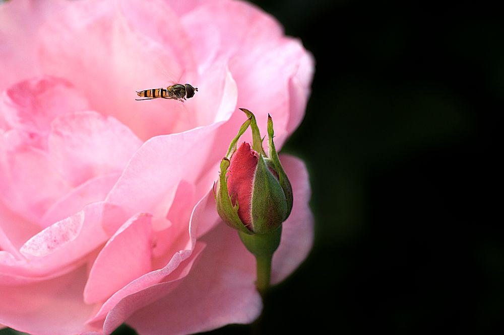 Schwebfliege an Rose