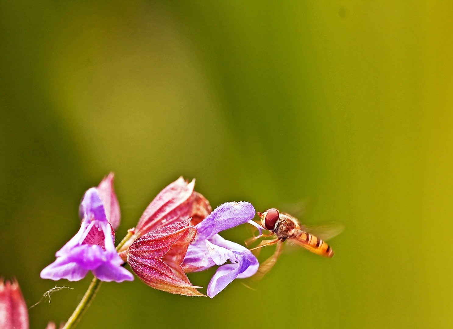 Schwebfliege an Salbeiblüte