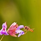 Schwebfliege an Salbeiblüte