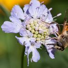 Schwebfliege an Scabiose 