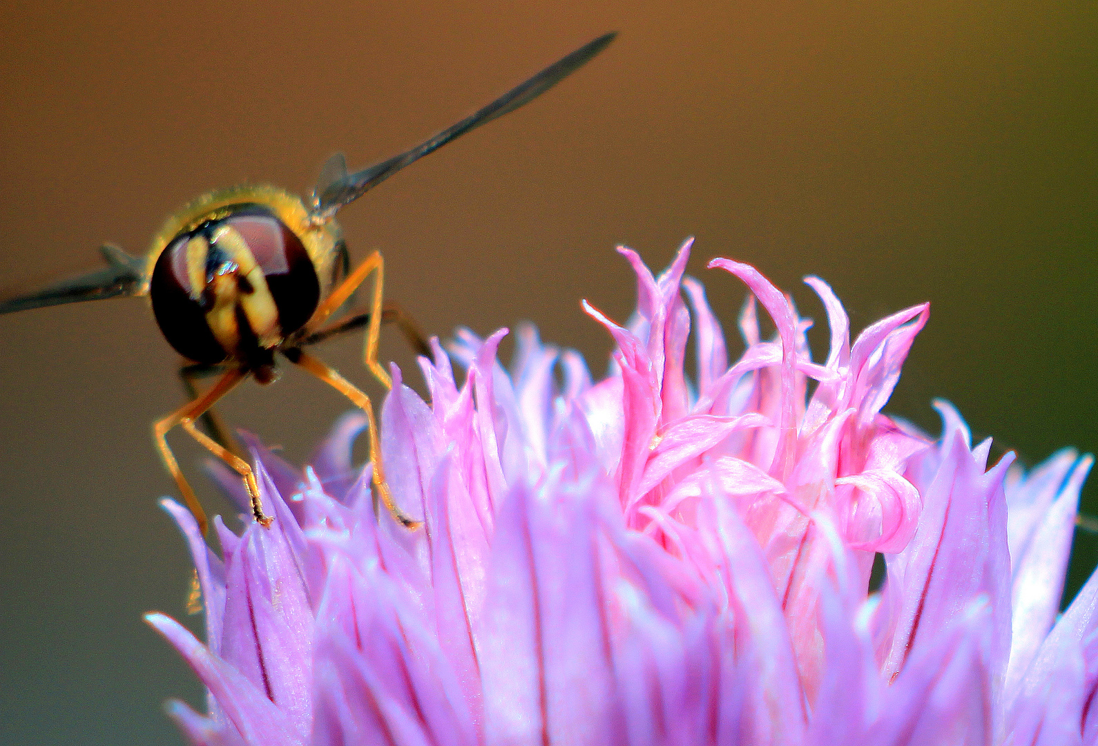 Schwebfliege an Schnittlauchblüte