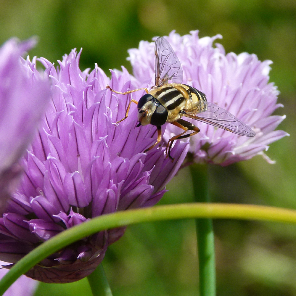 Schwebfliege an Schnittlauchblüte