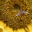 Schwebfliege an Sonnenblume