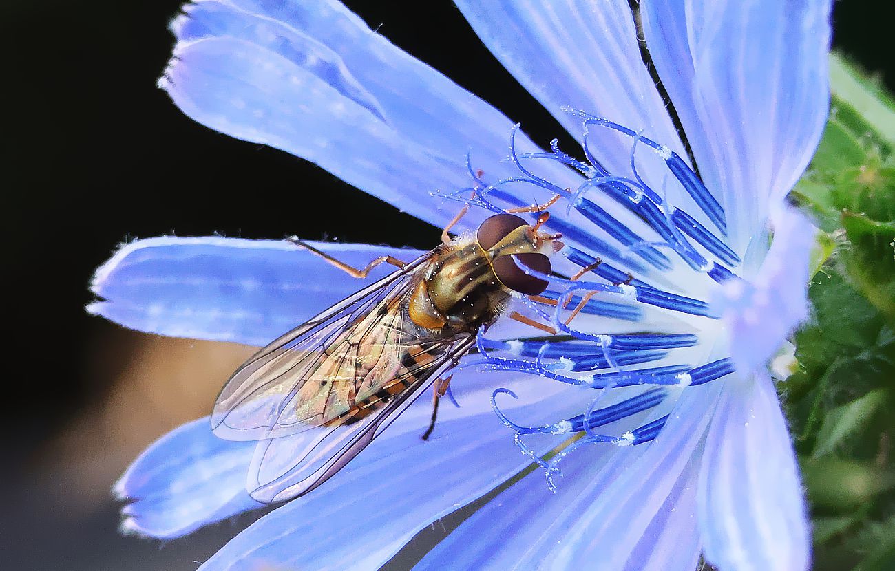 Schwebfliege an Wegwarte