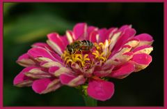 Schwebfliege an Zinnia spec.