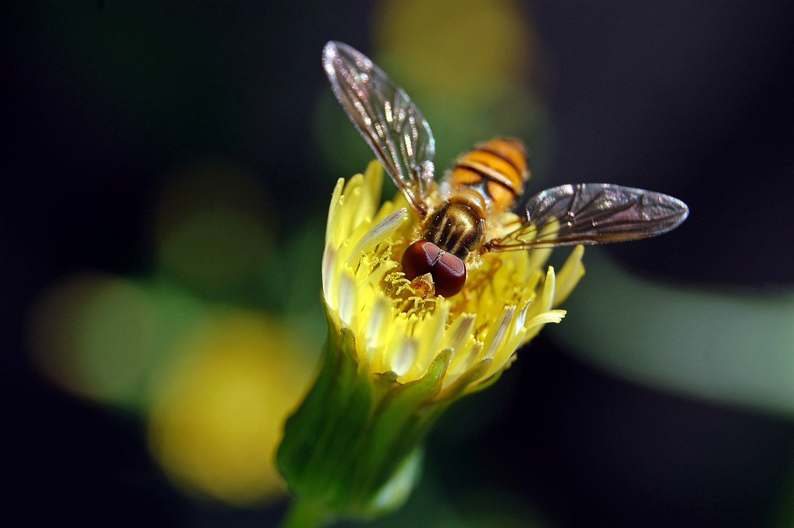 Schwebfliege at work.