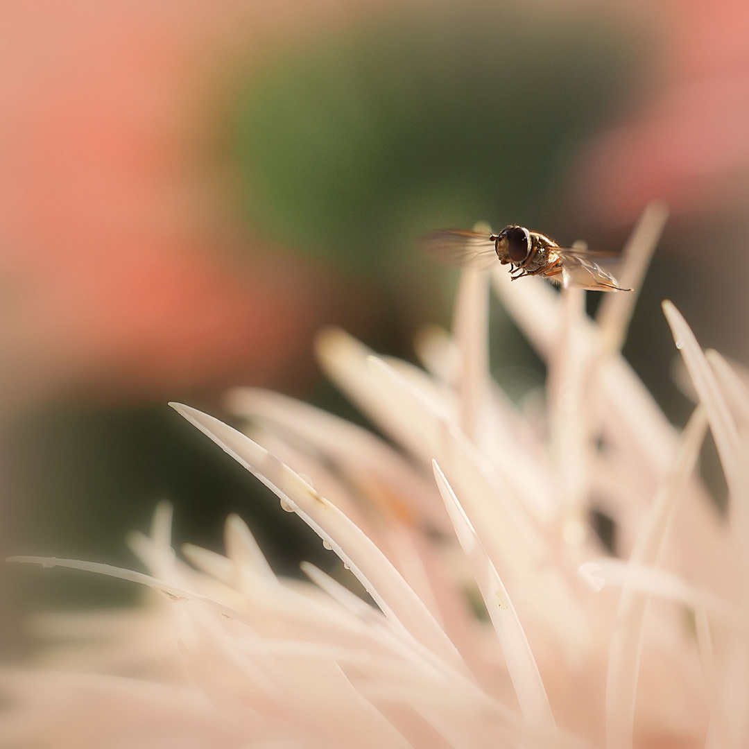 Schwebfliege auf Abschiedstour...