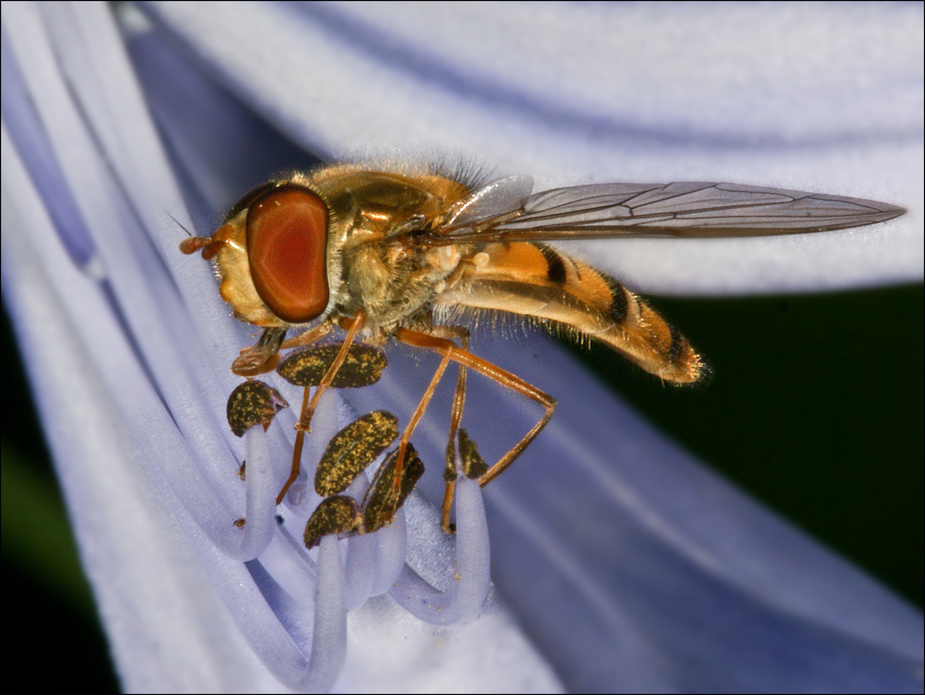 Schwebfliege auf Agapanthus.