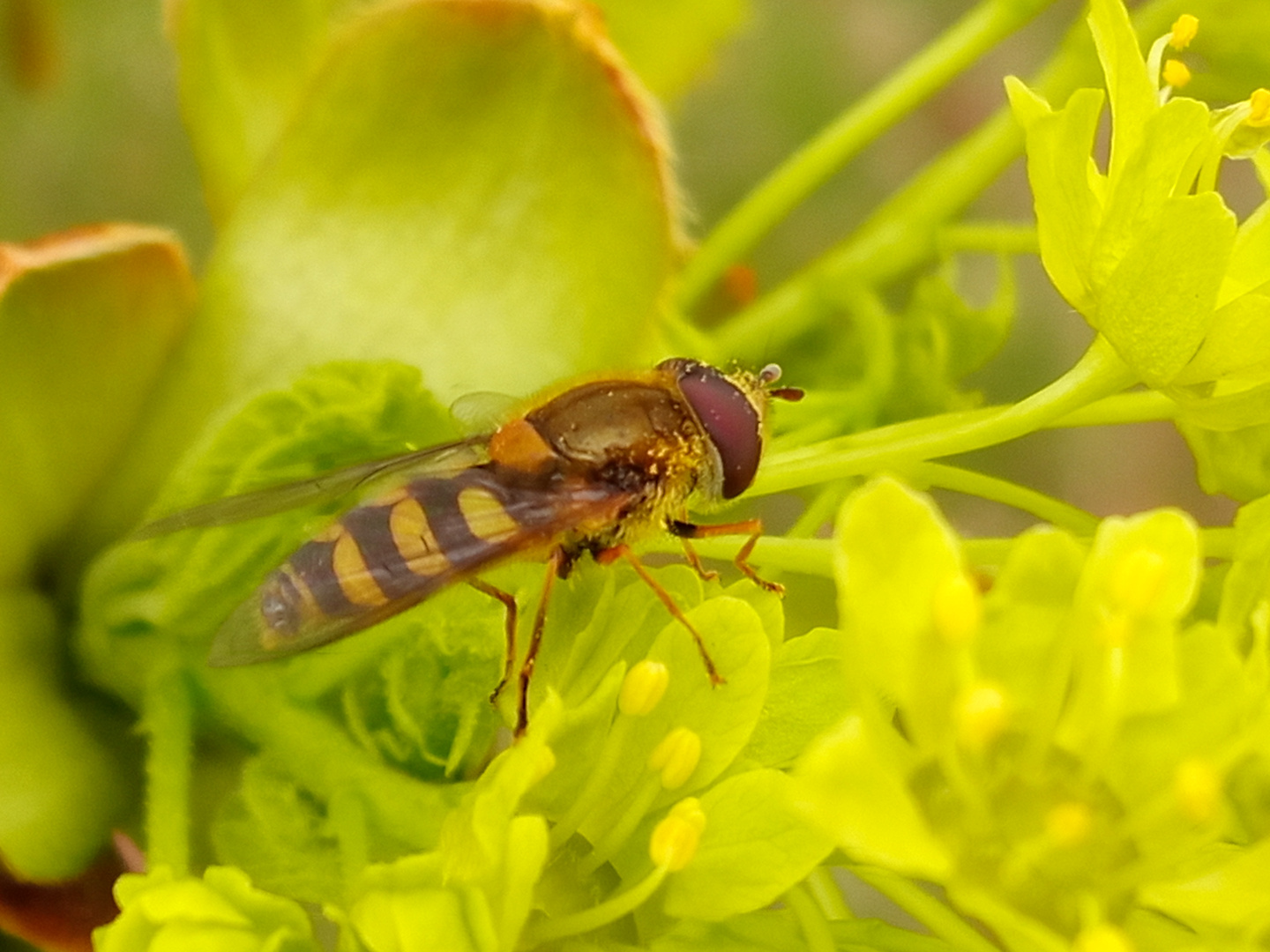 Schwebfliege auf Ahornblüte