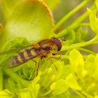 Schwebfliege auf Ahornblüte