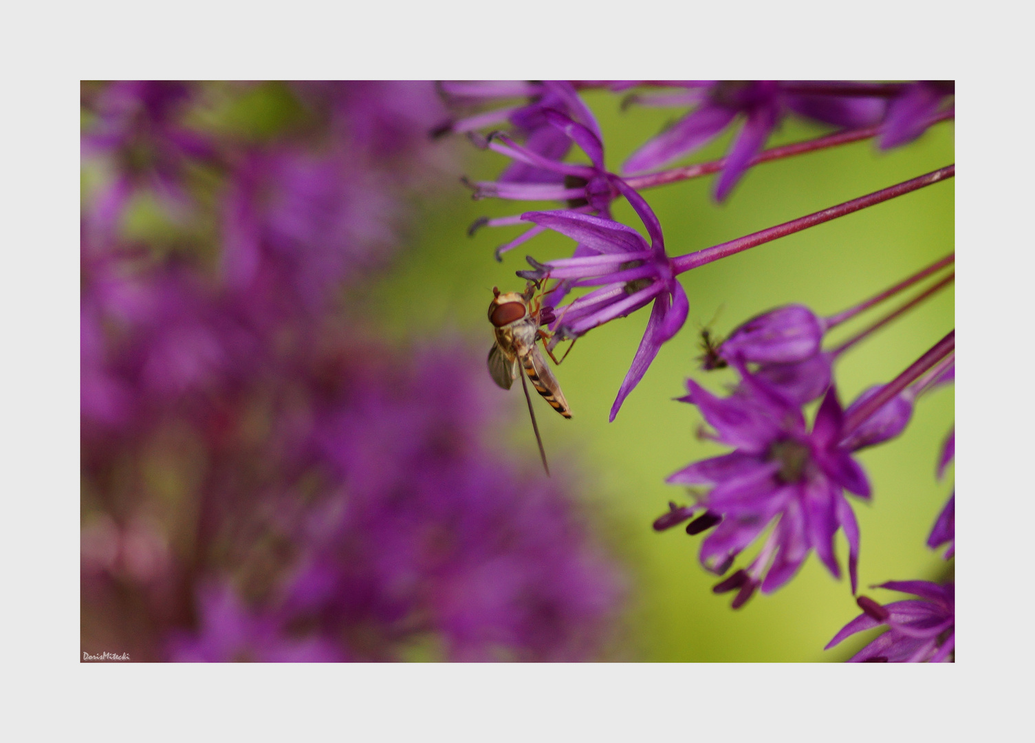 Schwebfliege auf Allium