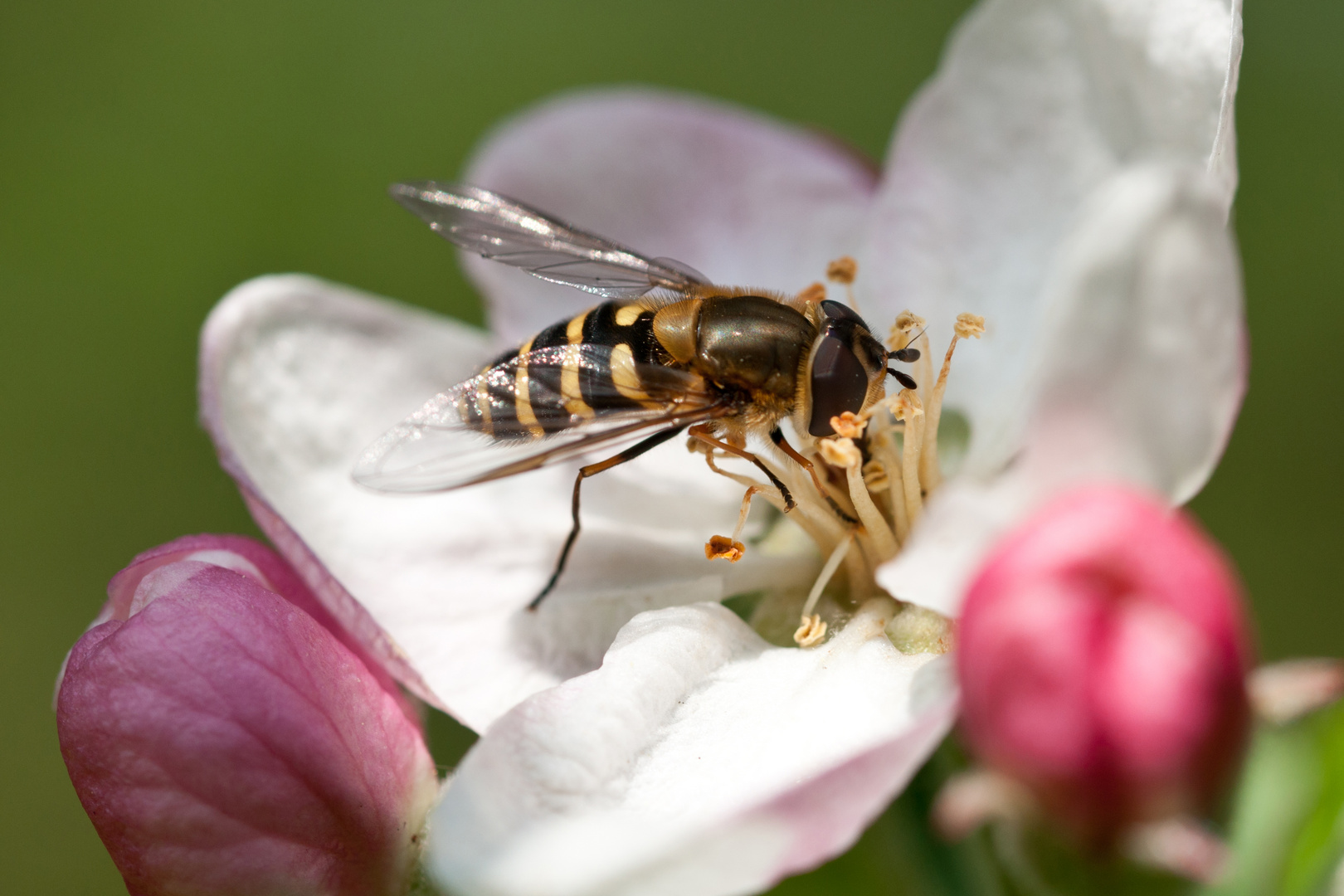 Schwebfliege auf Apfelblüte