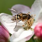 Schwebfliege auf Apfelblüte