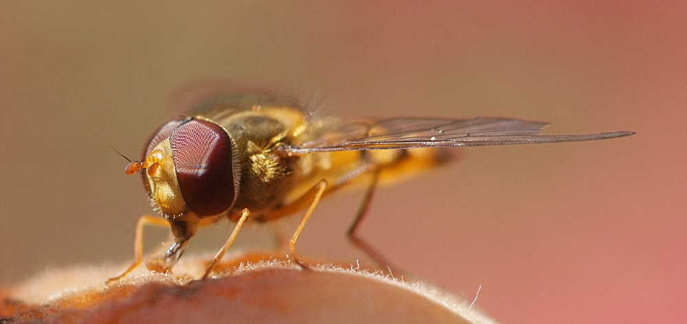 Schwebfliege auf Aprikose