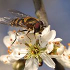 Schwebfliege auf Aprikosenblüte