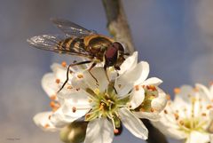 Schwebfliege auf Aprikosenblüte