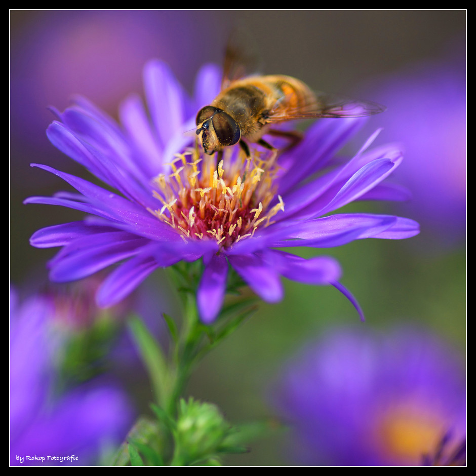 Schwebfliege auf Aster