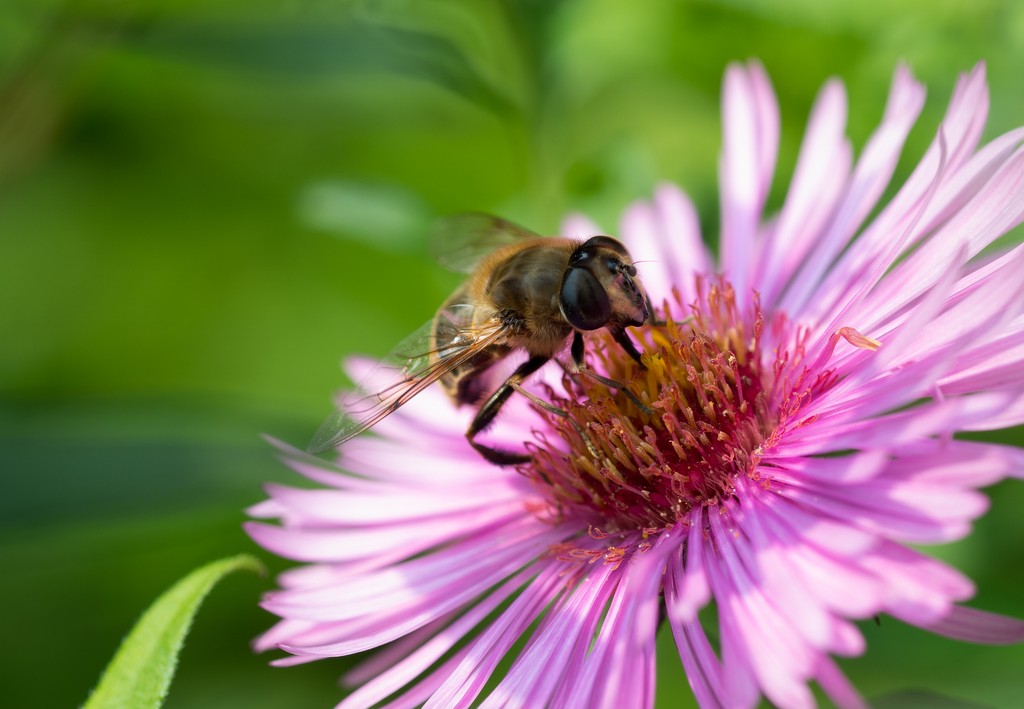 Schwebfliege auf Aster