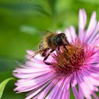 Schwebfliege auf Aster