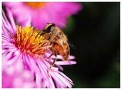 Schwebfliege auf Aster