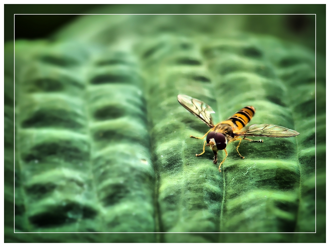  Schwebfliege auf Blatt