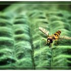  Schwebfliege auf Blatt