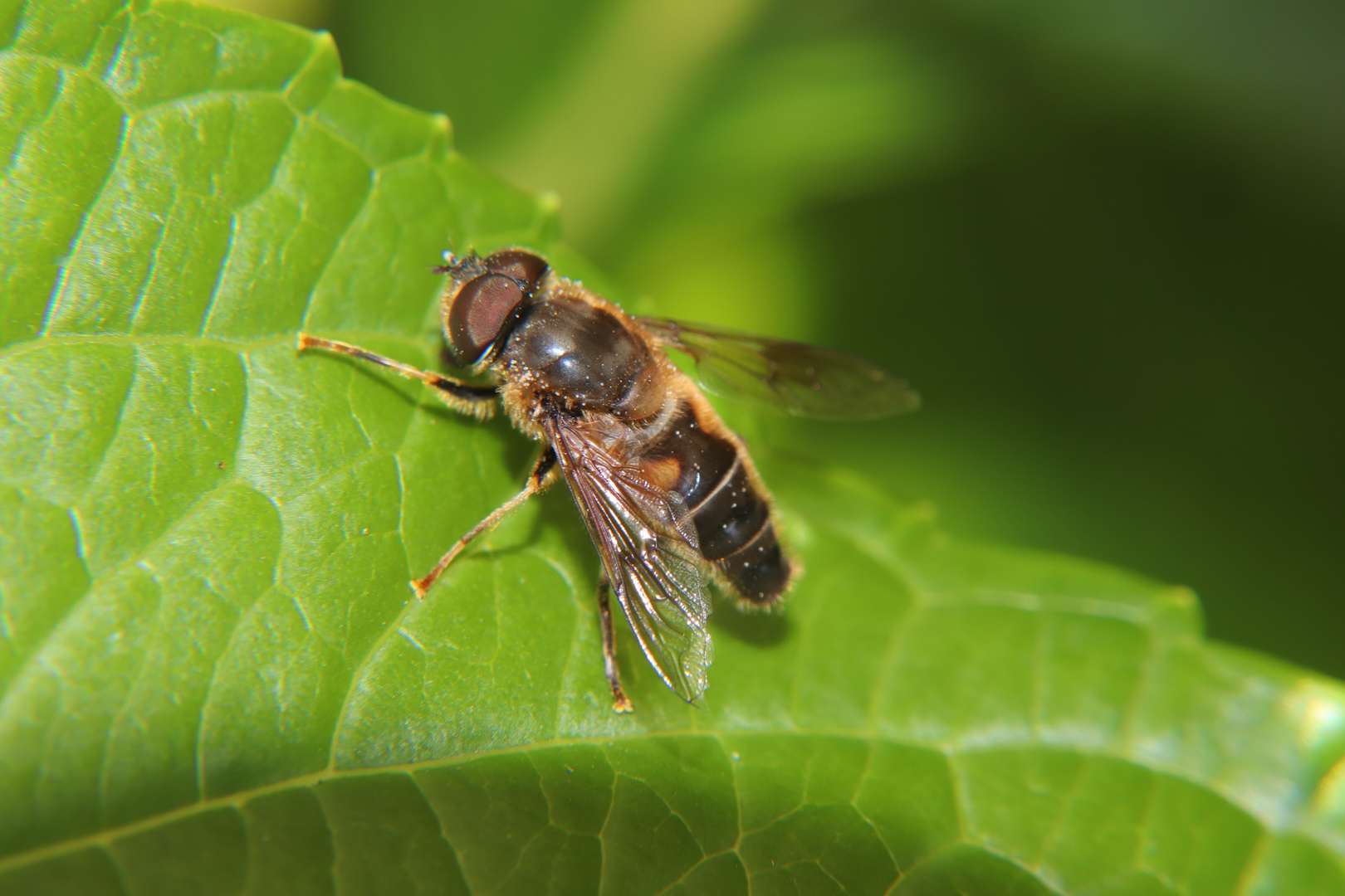 Schwebfliege auf Blatt