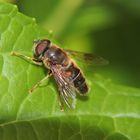 Schwebfliege auf Blatt