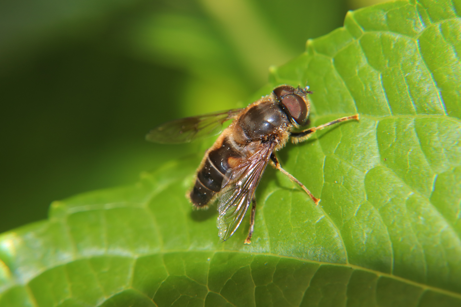 Schwebfliege auf Blatt - gespiegelt