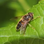 Schwebfliege auf Blatt - gespiegelt