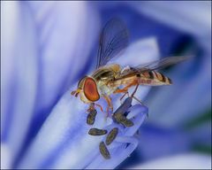 Schwebfliege auf Blaulilie