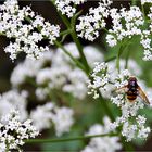 Schwebfliege auf blühendem Baldrian