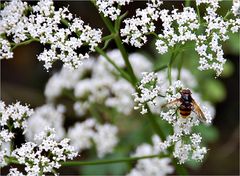 Schwebfliege auf blühendem Baldrian