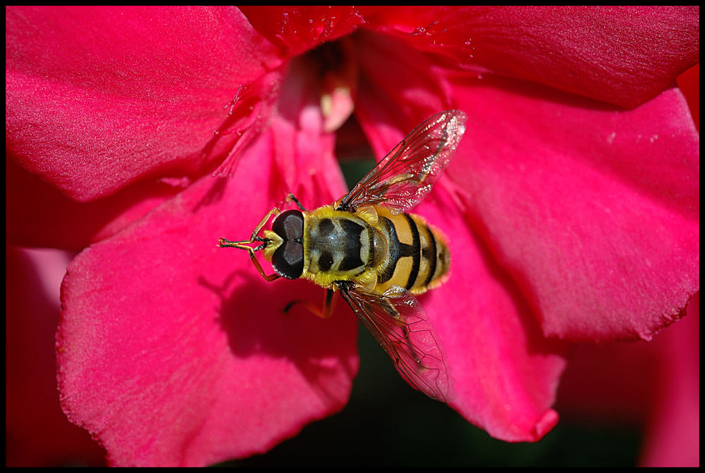 Schwebfliege auf Blüte