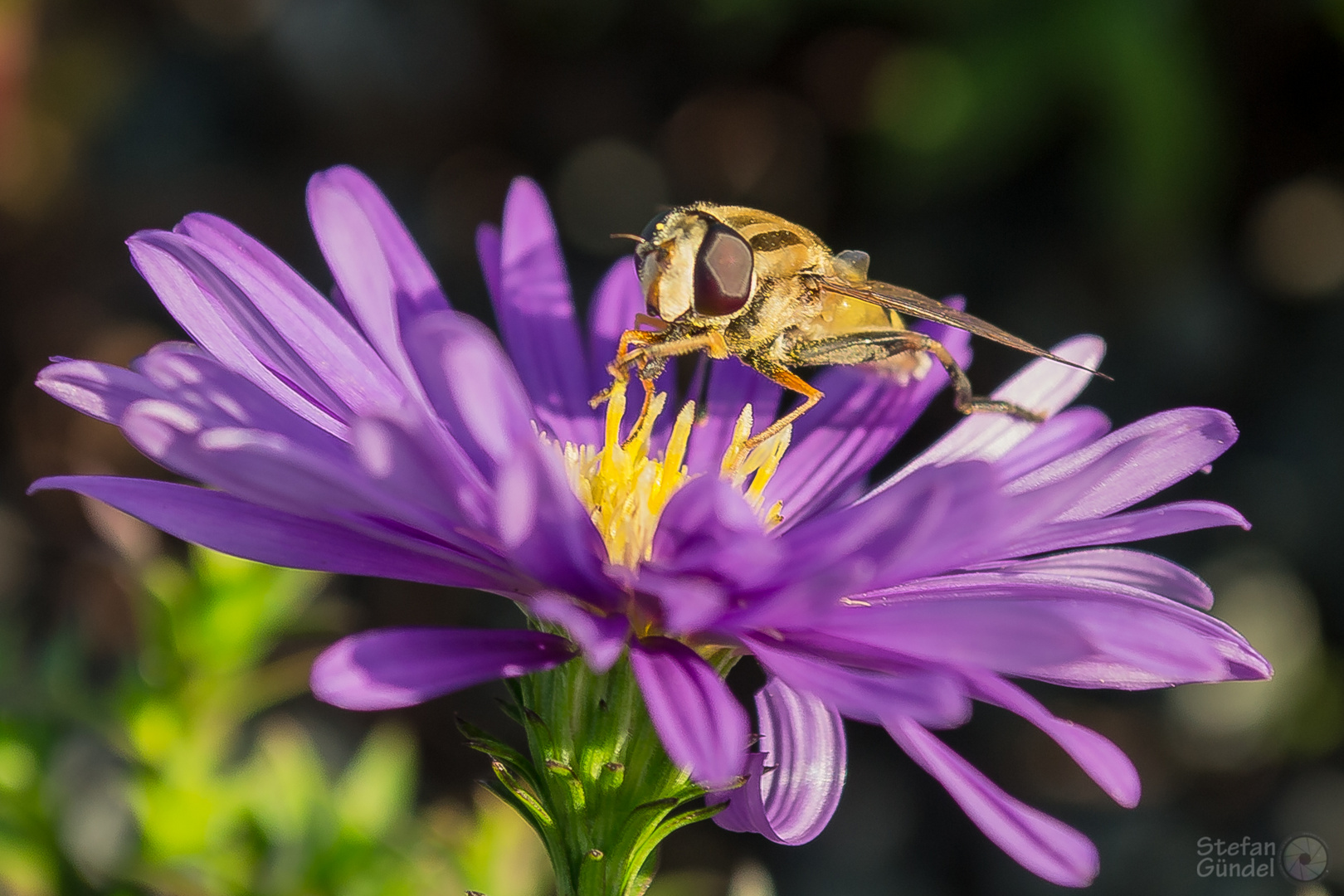 ...Schwebfliege auf Blüte...