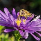 ...Schwebfliege auf Blüte...