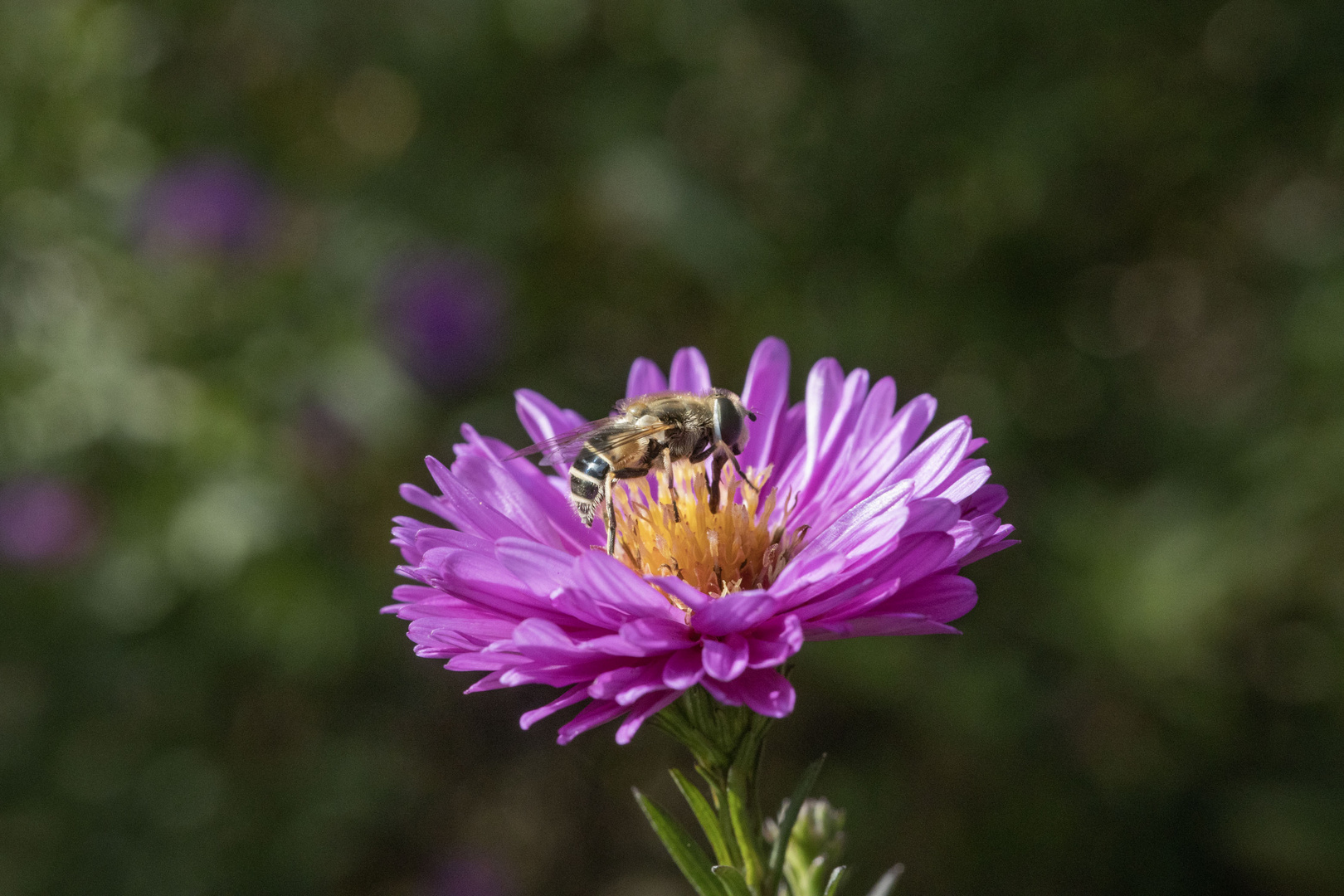 Schwebfliege auf Blüte