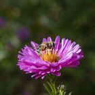 Schwebfliege auf Blüte