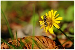 Schwebfliege auf Blüte