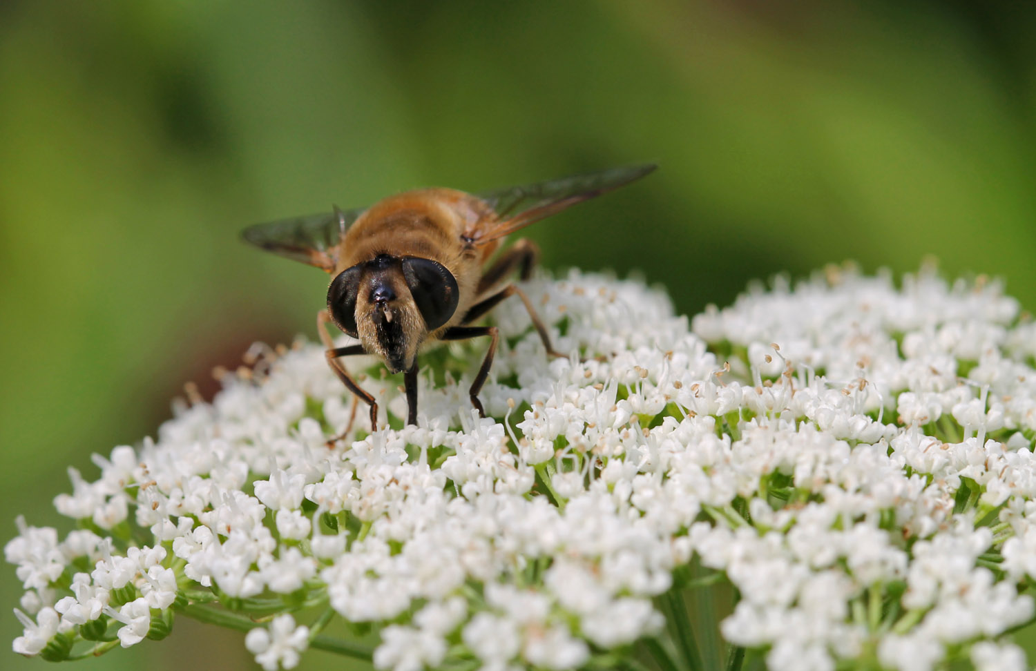 *Schwebfliege auf Blüte*