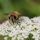 *Schwebfliege auf Blüte*