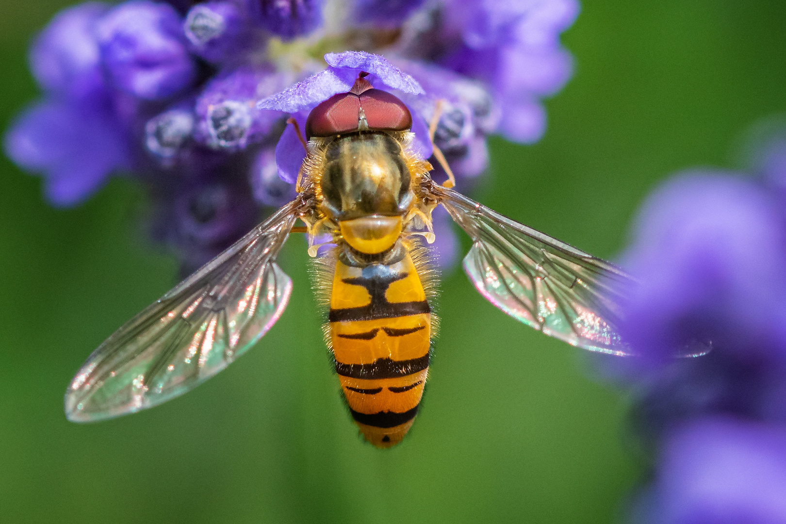 Schwebfliege auf Blüte