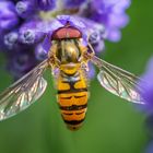 Schwebfliege auf Blüte