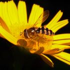 Schwebfliege auf Blüte