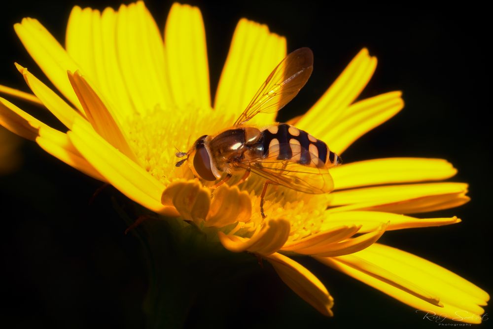 Schwebfliege auf Blüte