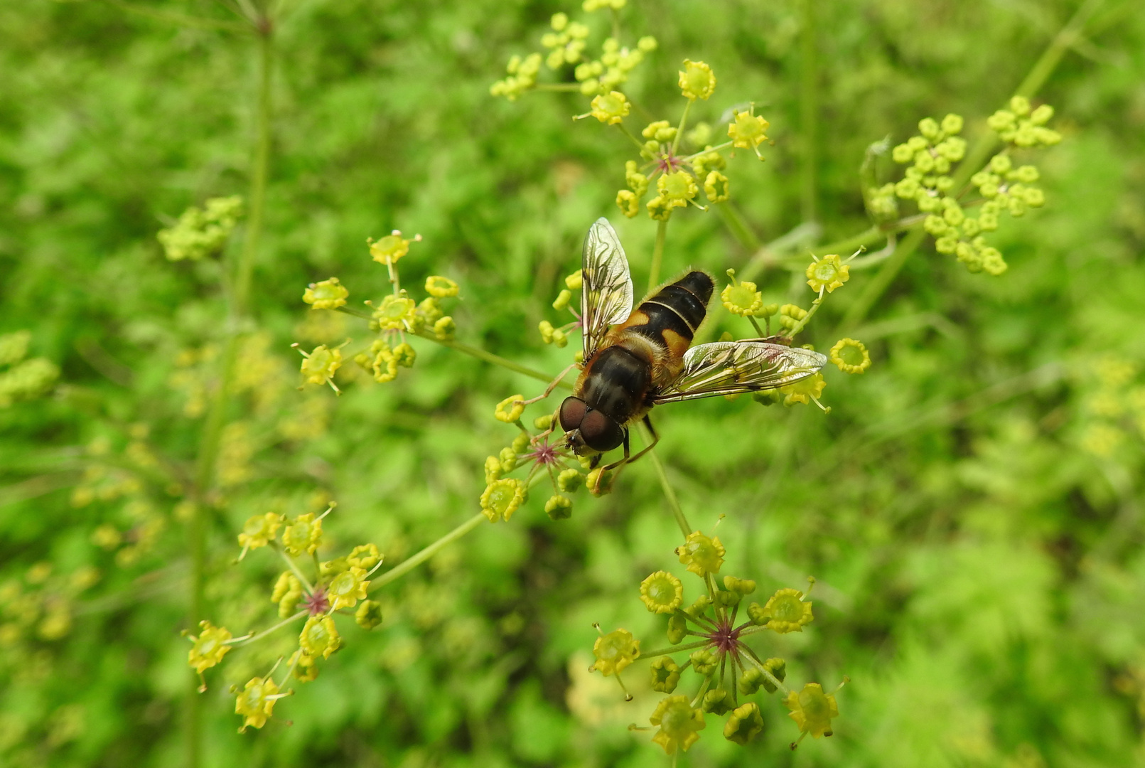 Schwebfliege auf Blüte...