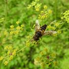 Schwebfliege auf Blüte...