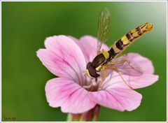 Schwebfliege auf Blüte