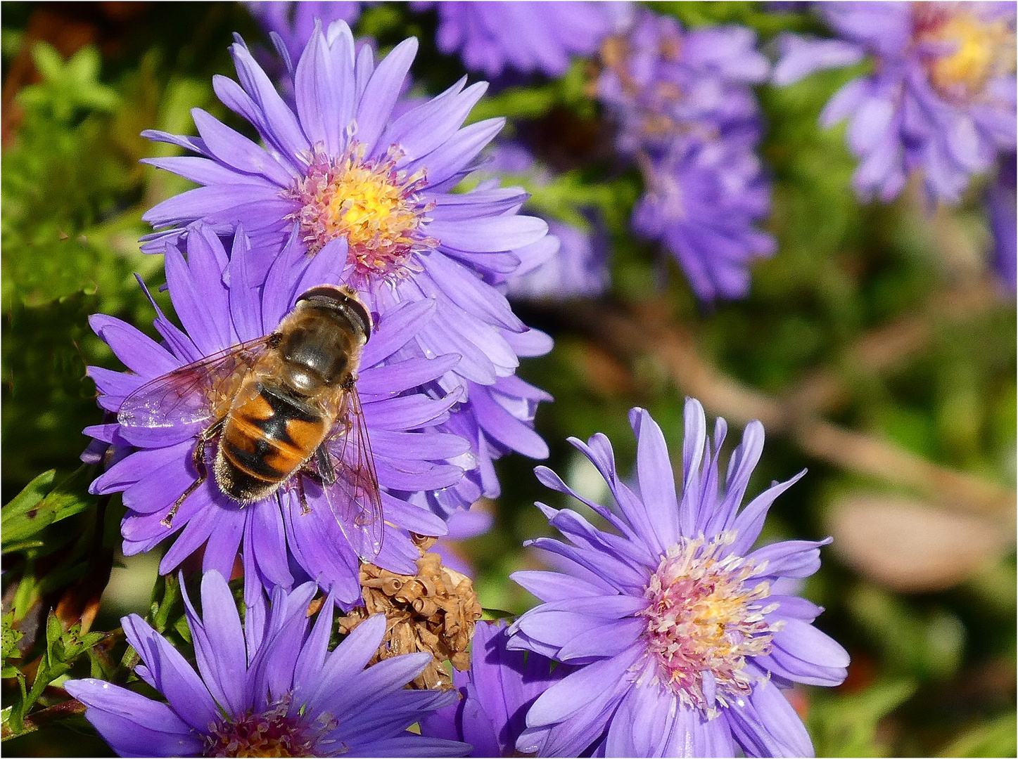 Schwebfliege auf Blüte der Herbstaster