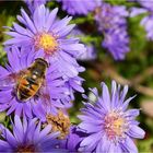 Schwebfliege auf Blüte der Herbstaster